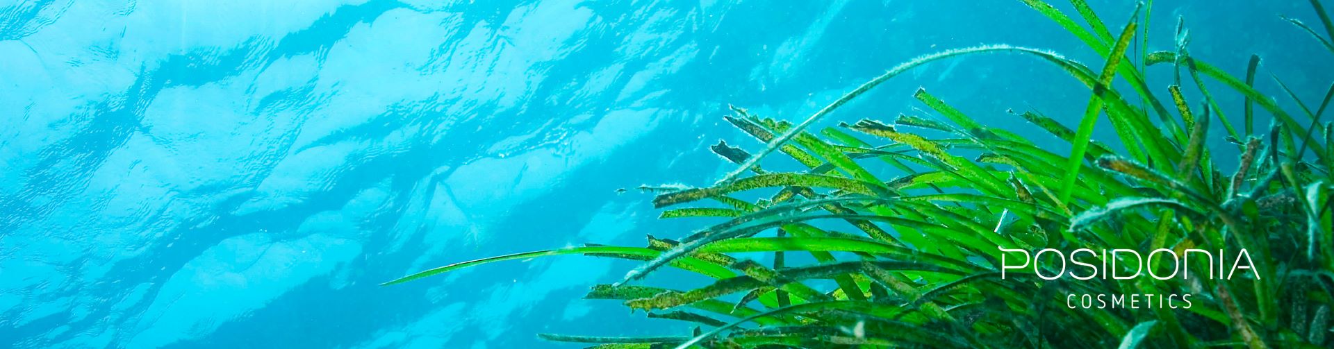 Agencia de publicidad en Alicante: logo posidonia cosmetics